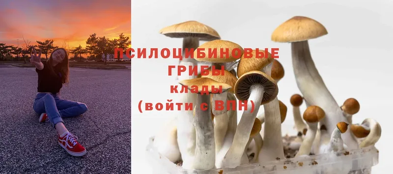 KRAKEN ссылка  Аткарск  Галлюциногенные грибы Psilocybine cubensis 